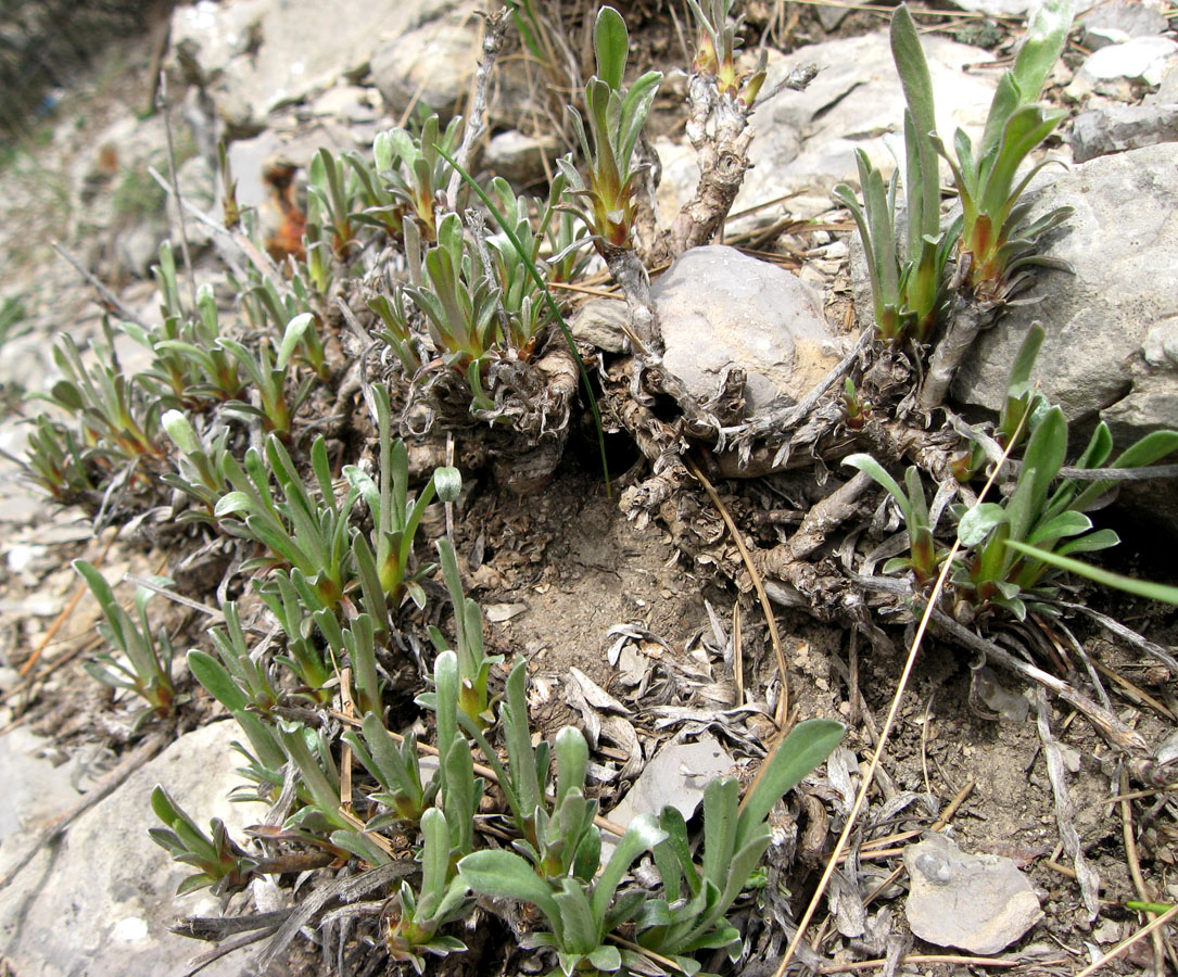 Image of Unknown species specimen.
