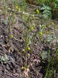 Draba nemorosa