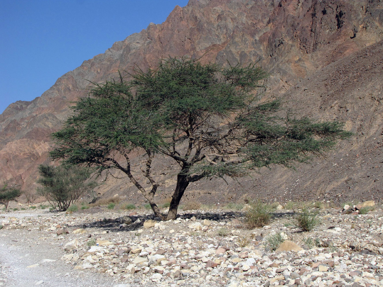 Изображение особи Vachellia tortilis ssp. raddiana.