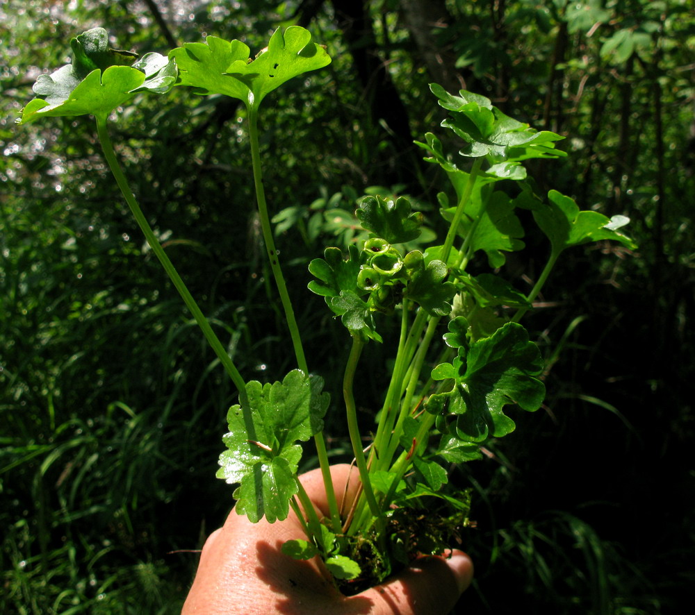 Image of Chrysosplenium nudicaule specimen.
