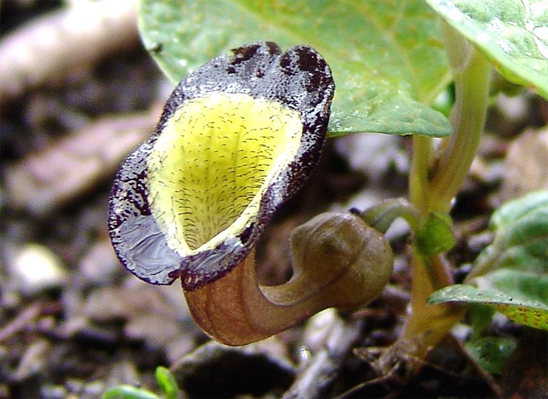 Image of Aristolochia steupii specimen.