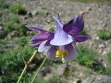 род Aquilegia