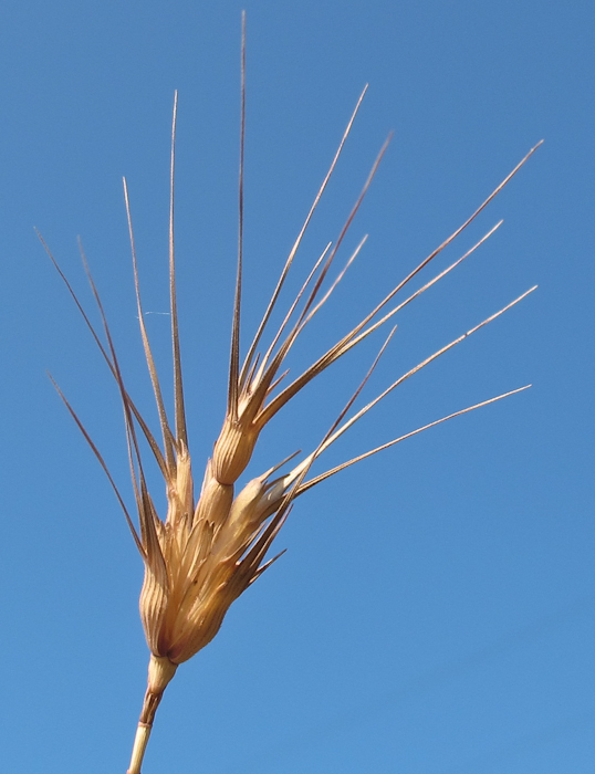 Image of Aegilops peregrina specimen.