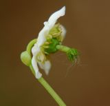 Moneses uniflora. Цветок. Мурманская обл., Кандалакшский р-н, окр. пос. Колвица. 03.07.2010.