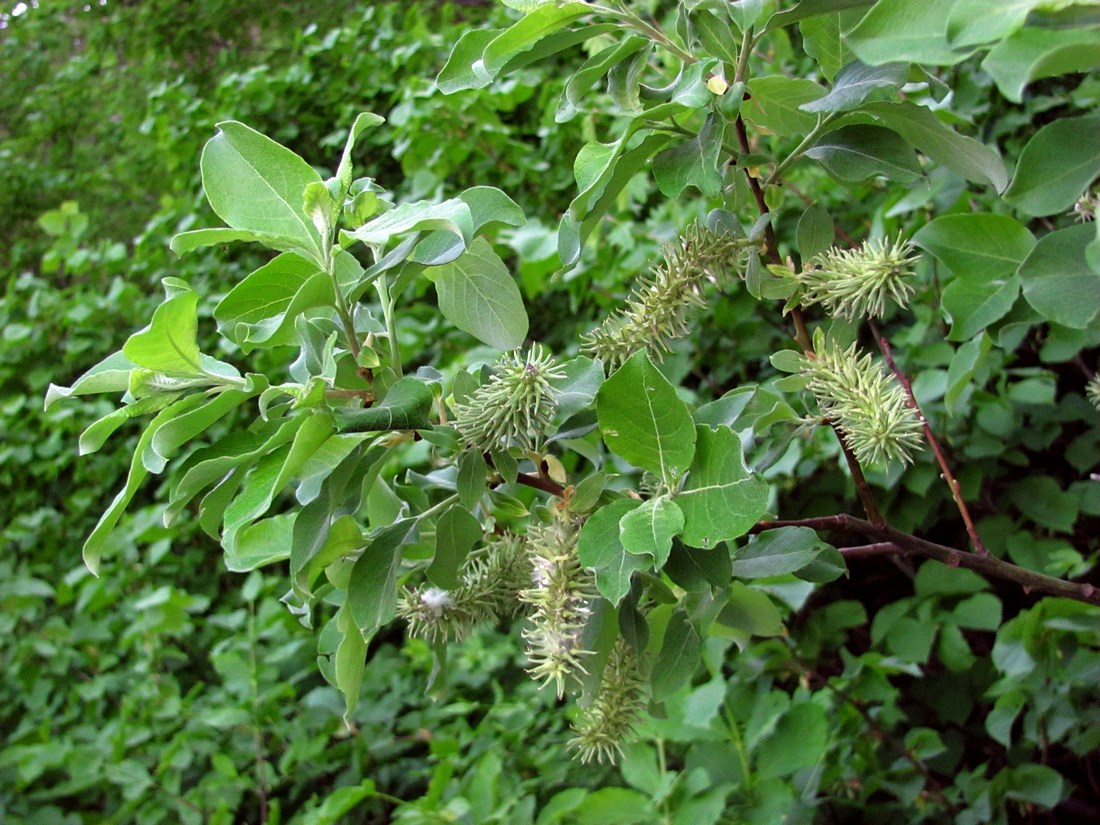 Image of Salix caprea specimen.