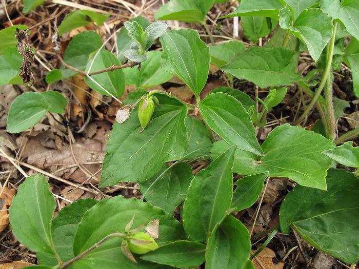 Image of Viola xanthopetala specimen.