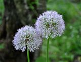 Allium grande