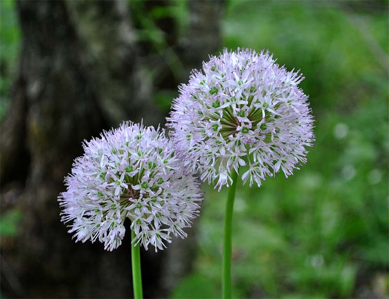 Изображение особи Allium grande.