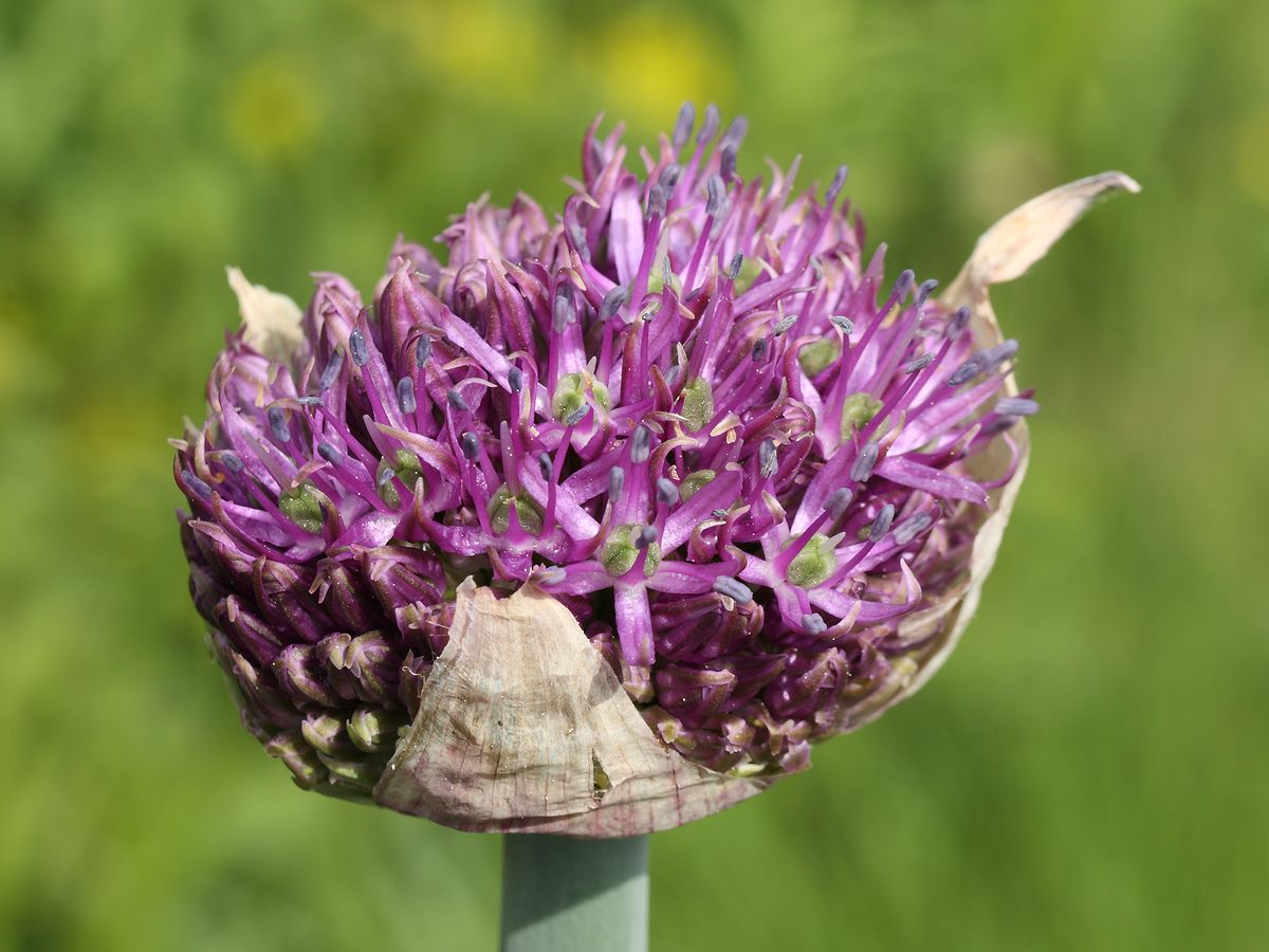 Image of Allium stipitatum specimen.