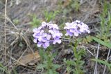Clausia aprica