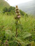 Phlomoides tuberosa. Цветущее растение. Крым, гора Северная Демерджи. 2 июня 2012 г.