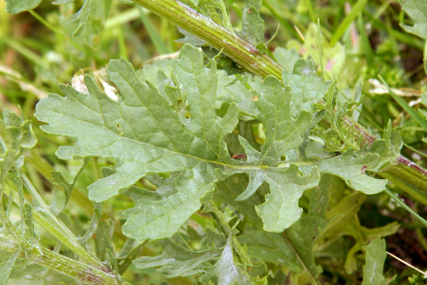 Image of Senecio jacobaea specimen.