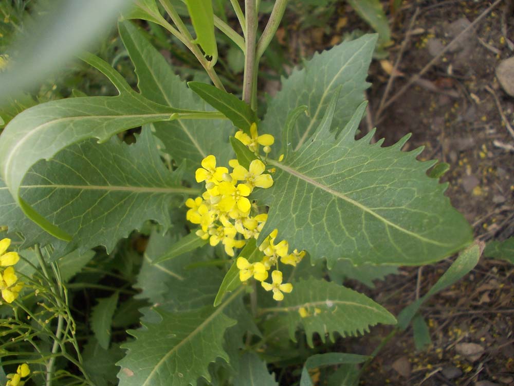 Image of Sisymbrium volgense specimen.