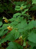 Vicia subrotunda. Верхушка цветущего растения. Приморский край, Находкинский городской округ, окр. пос. Врангель, в дубняке. 06.07.2012.