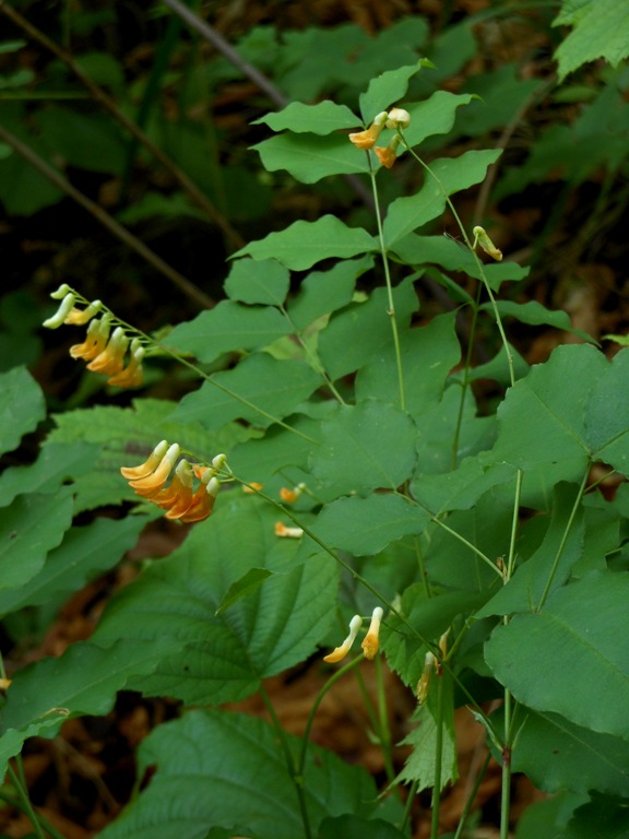 Image of Vicia subrotunda specimen.