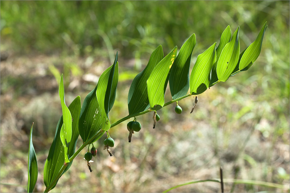 Image of Polygonatum odoratum specimen.