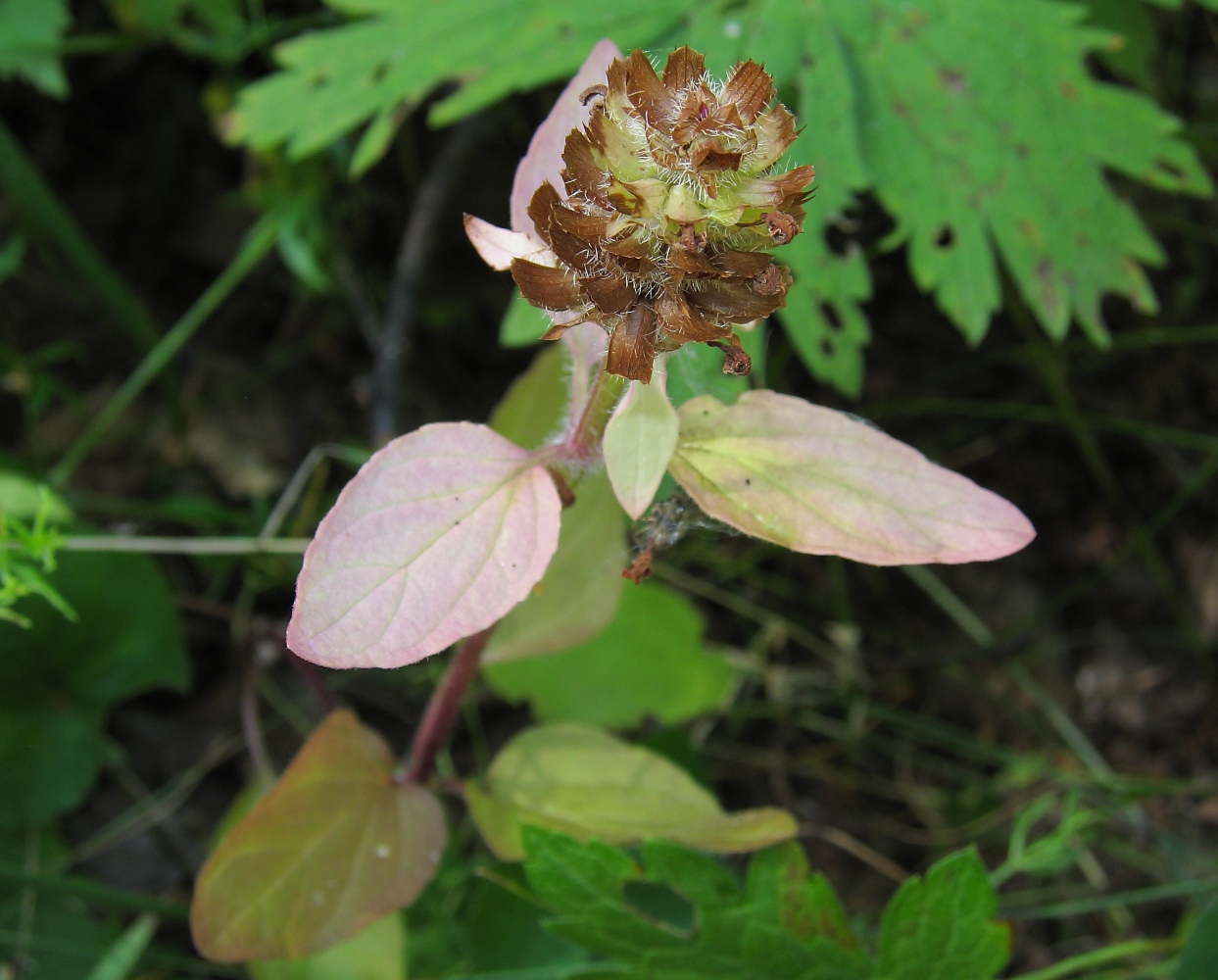 Image of Prunella vulgaris specimen.