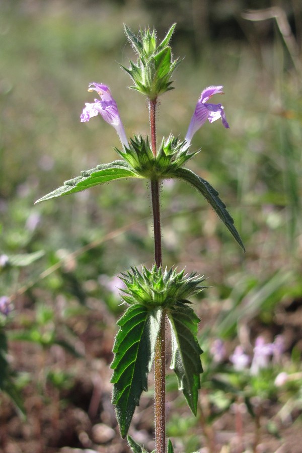 Изображение особи Galeopsis ladanum.