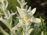Leontopodium conglobatum