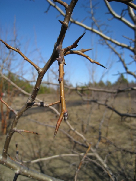Image of Pyrus ussuriensis specimen.