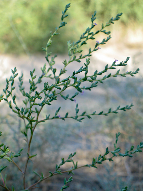 Image of Salsola acutifolia specimen.