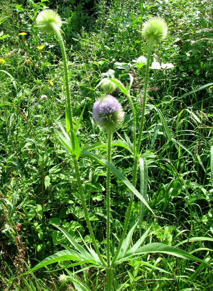 Image of Dipsacus gmelinii specimen.