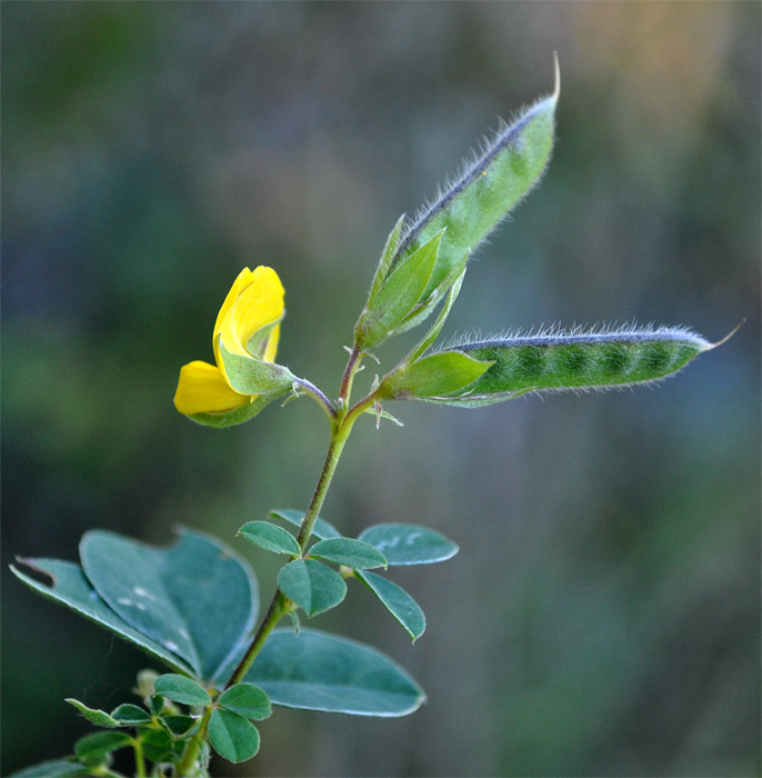 Изображение особи Argyrolobium biebersteinii.