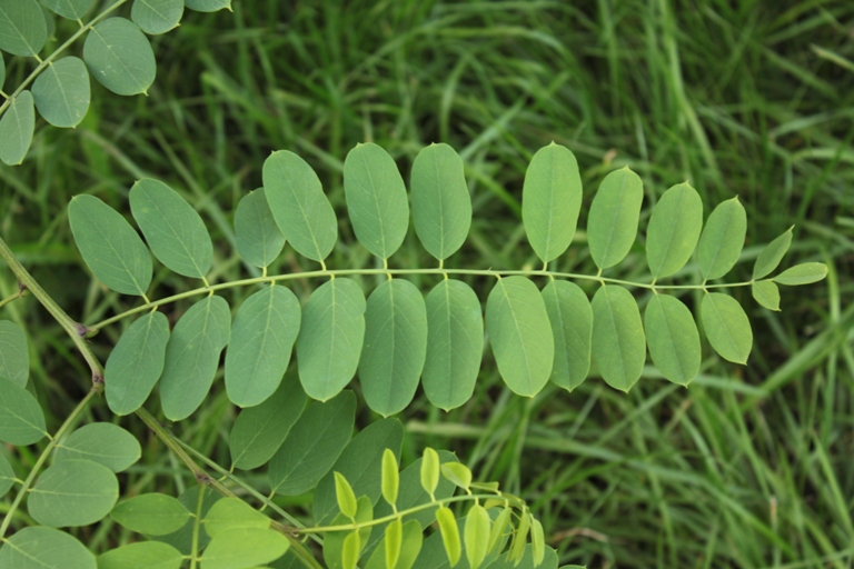 Изображение особи Sophora flavescens.