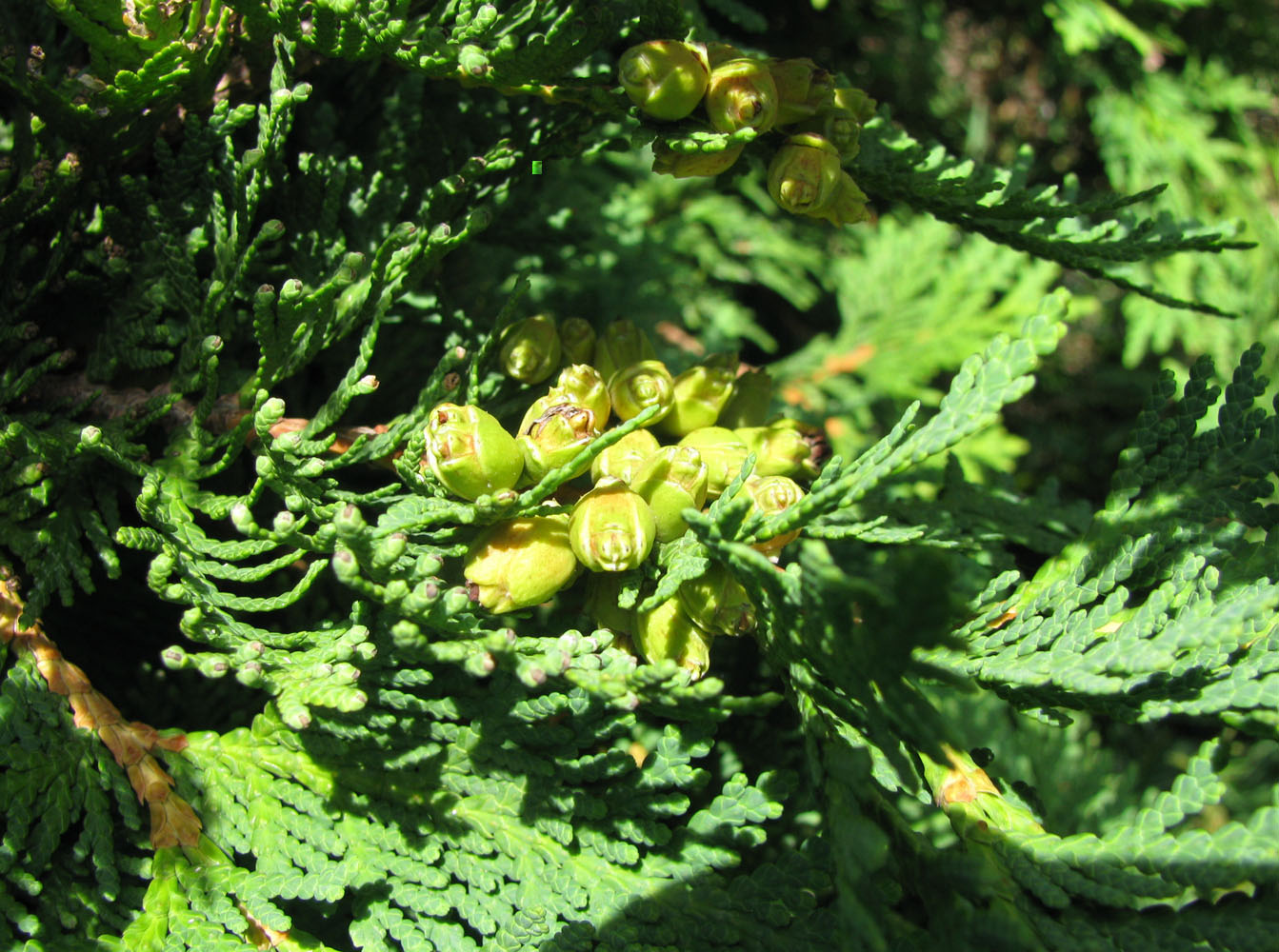 Изображение особи Thuja occidentalis.