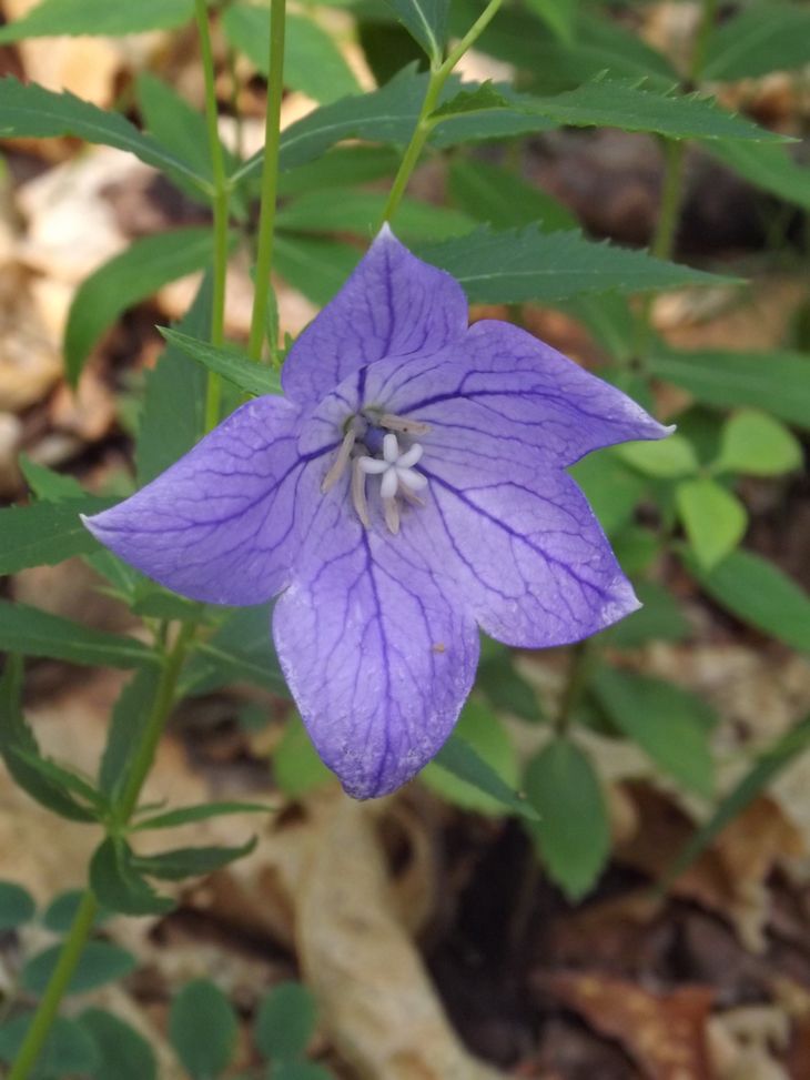 Изображение особи Platycodon grandiflorus.