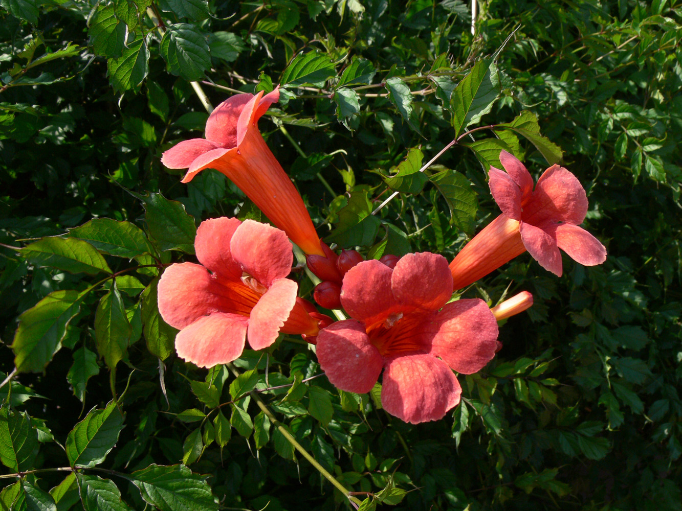 Изображение особи Campsis radicans.