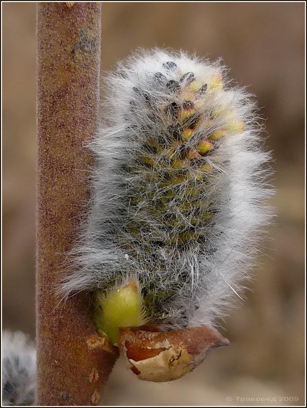 Изображение особи Salix cinerea.