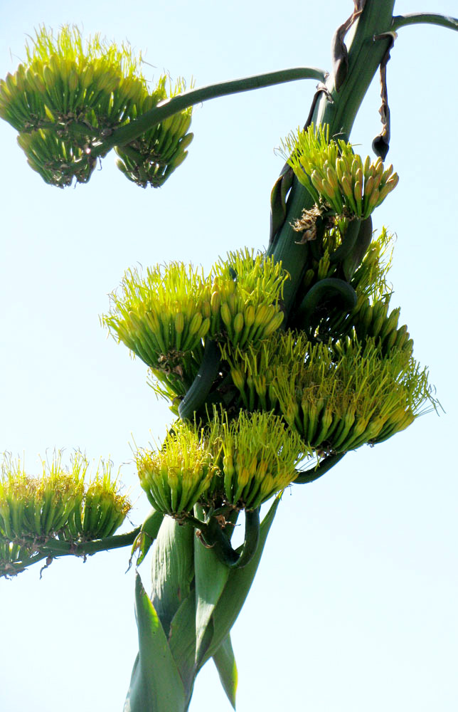 Image of Agave americana specimen.