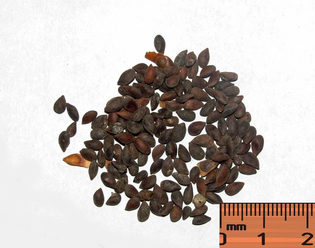 Image of Picea orientalis specimen.