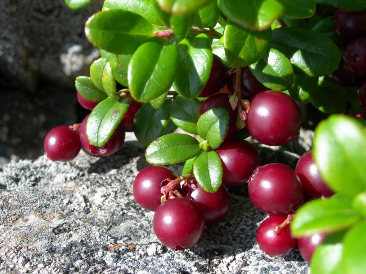 Image of Vaccinium vitis-idaea var. minus specimen.