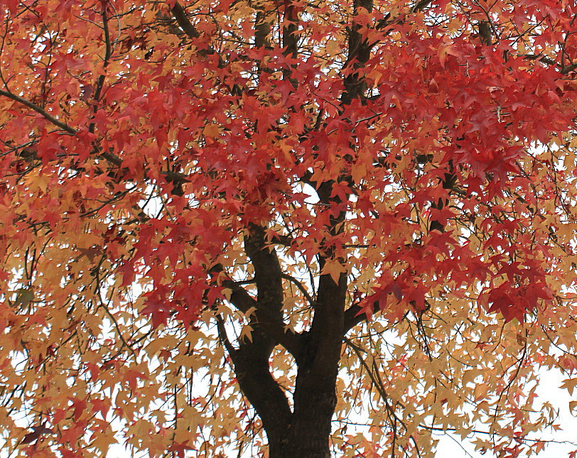 Image of Liquidambar styraciflua specimen.