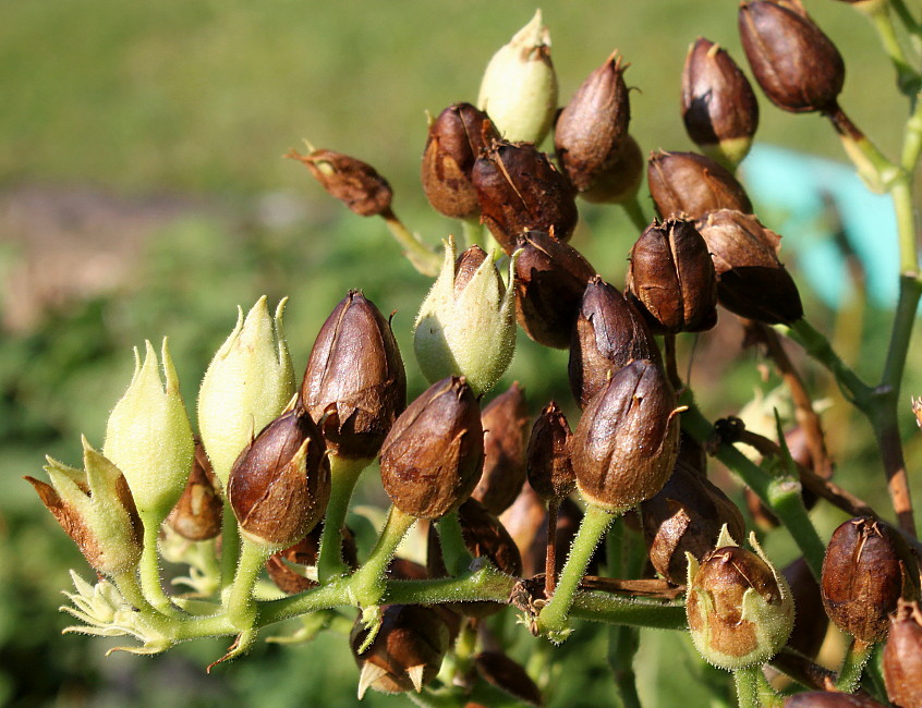 Image of Nicotiana tabacum specimen.