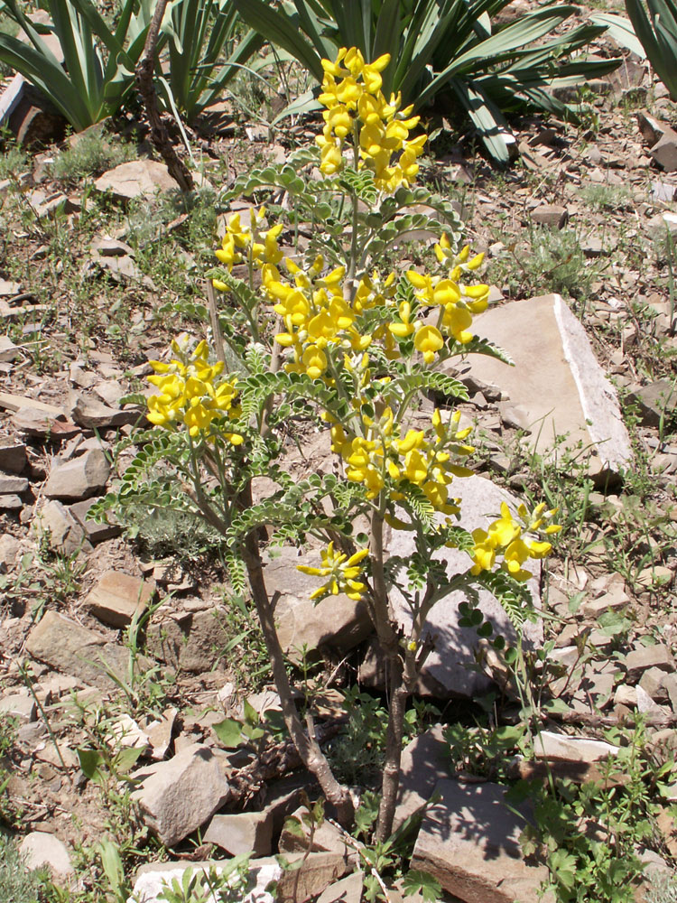 Image of Keyserlingia griffithii specimen.