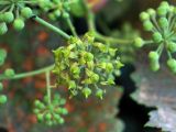 Hedera helix