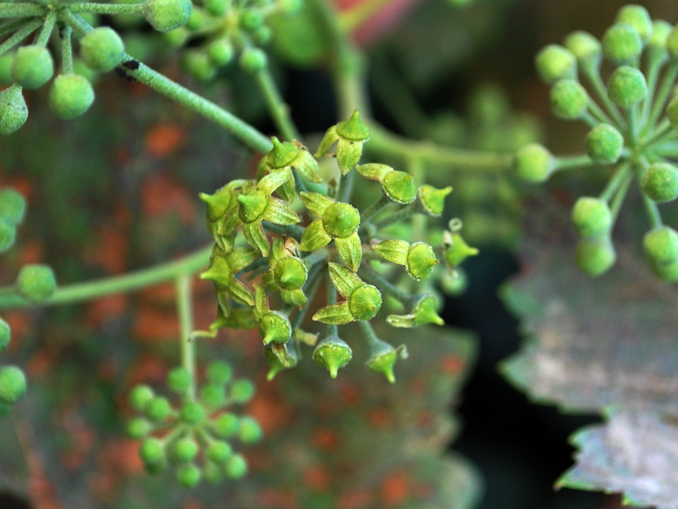 Image of Hedera helix specimen.