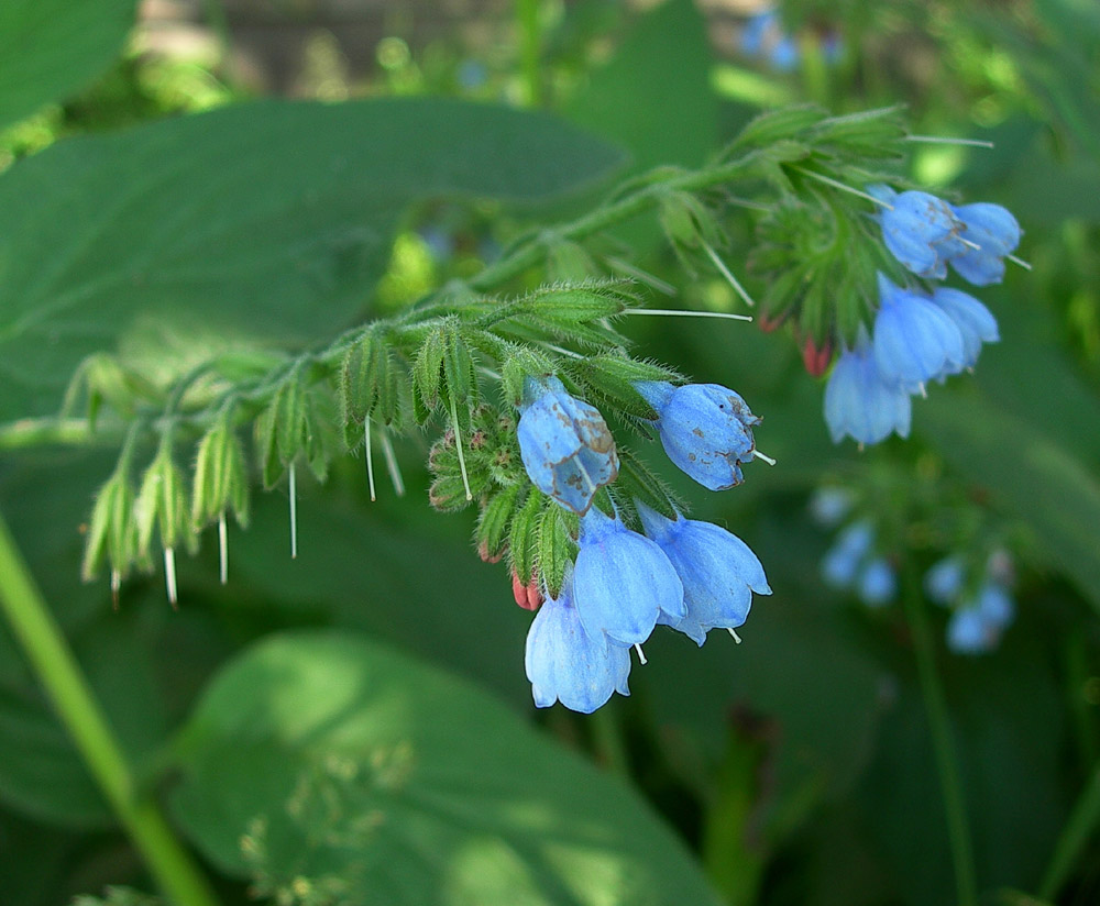 Изображение особи Symphytum caucasicum.