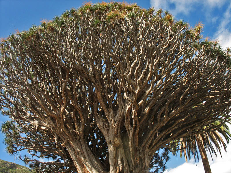 Image of Dracaena draco specimen.