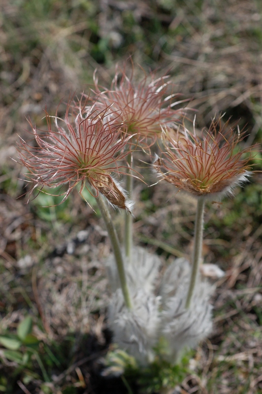 Изображение особи Pulsatilla taurica.