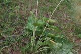 Phlomoides brachystegia