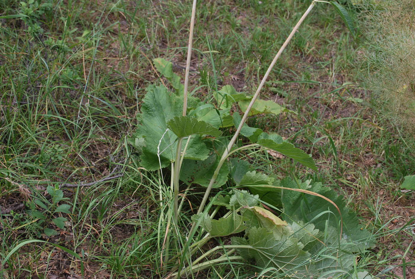 Image of Phlomoides brachystegia specimen.