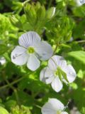 Veronica peduncularis