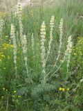 Phlomoides laciniata