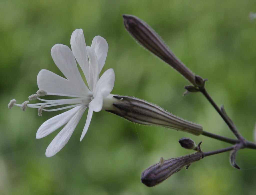 Image of Silene italica specimen.