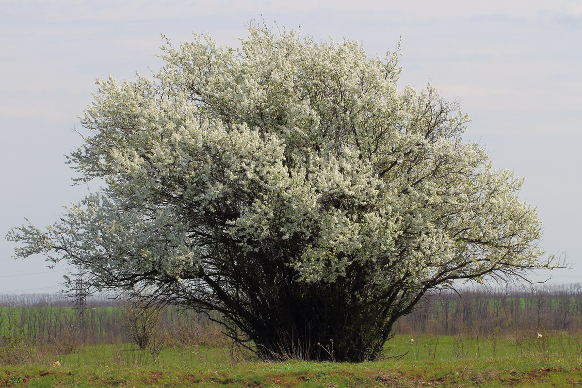 Image of Prunus cerasifera specimen.