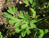 genus Corydalis